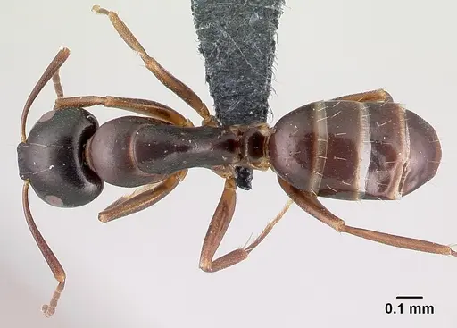 Camponotus fallax - CASENT0179607