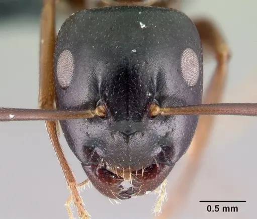 Camponotus fallax - CASENT0179607