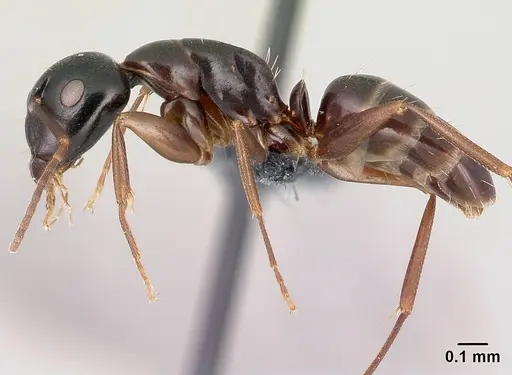 Camponotus fallax - CASENT0179607