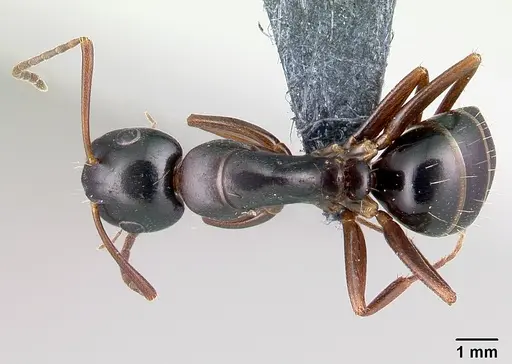 Camponotus fallax - CASENT0179935