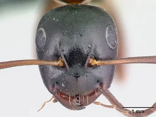 Camponotus fallax - CASENT0179935