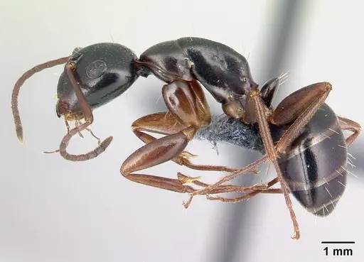 Camponotus fallax - CASENT0179935