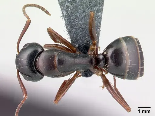 Camponotus fallax - CASENT0179936