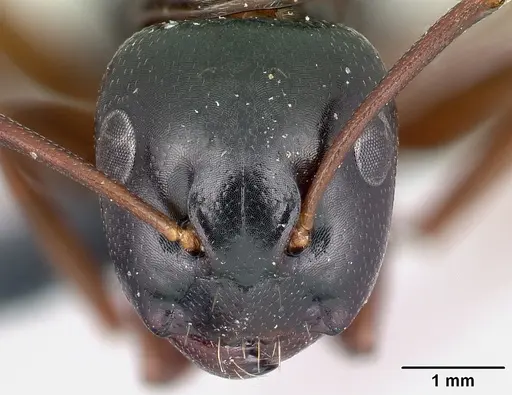 Camponotus fallax - CASENT0179936
