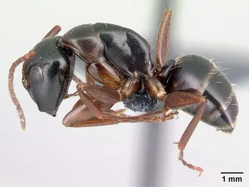 Camponotus fallax - CASENT0179936