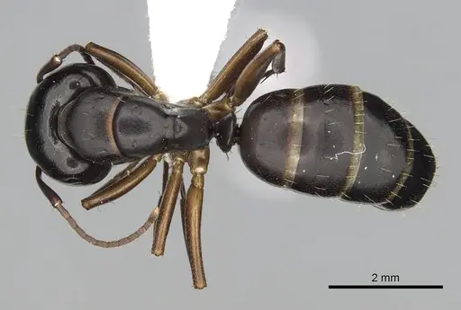 Camponotus fallax - CASENT0249975