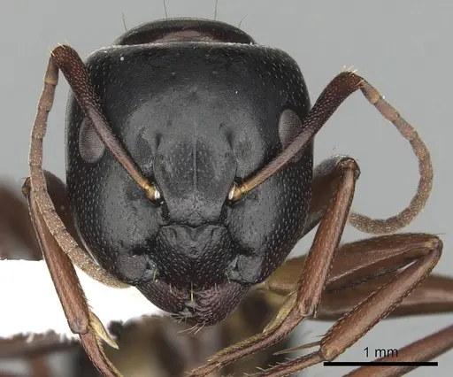 Camponotus fallax - CASENT0249975