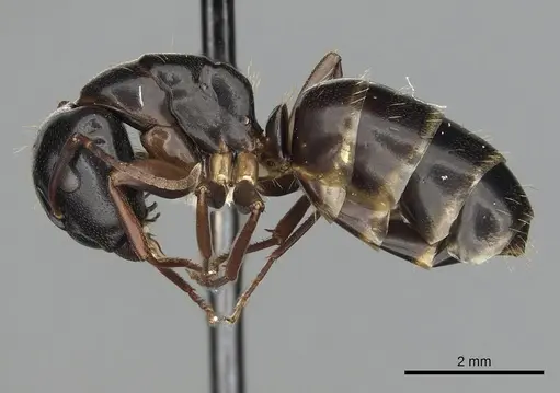Camponotus fallax - CASENT0249975