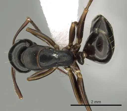 Camponotus fallax - CASENT0249976