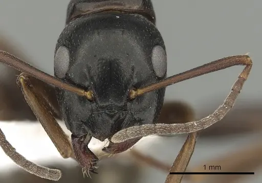 Camponotus fallax - CASENT0249976
