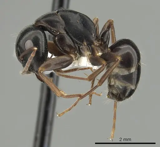 Camponotus fallax - CASENT0249976