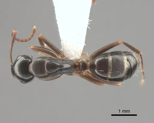 Camponotus fallax - CASENT0882004
