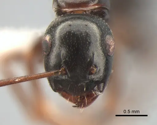 Camponotus fallax - CASENT0882004
