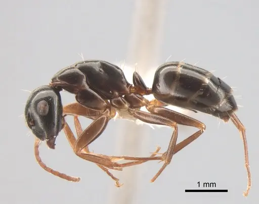 Camponotus fallax - CASENT0882004