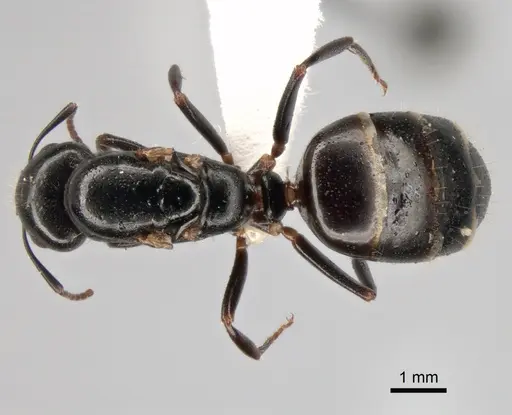 Camponotus fallax - CASENT0882033