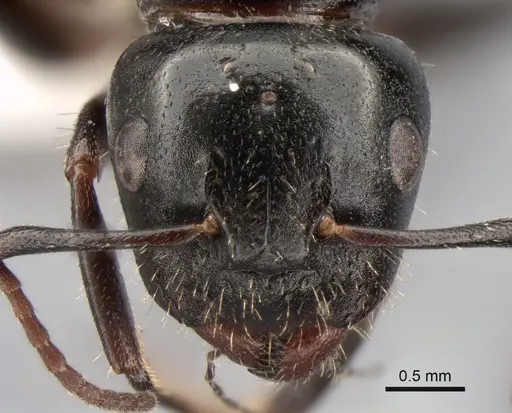 Camponotus fallax - CASENT0882033