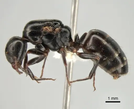Camponotus fallax - CASENT0882033