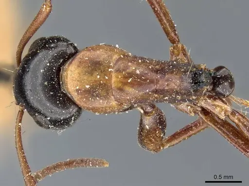 Camponotus fallax - CASENT0905398