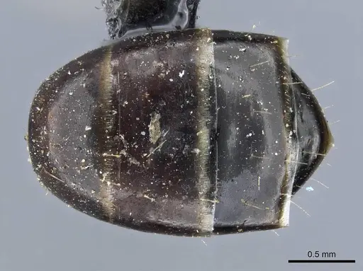 Camponotus fallax - CASENT0905398