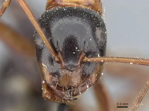 Camponotus fallax - CASENT0905398