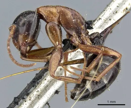 Camponotus fallax - CASENT0905398