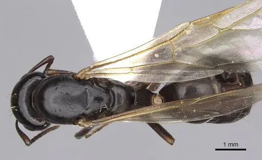 Camponotus fallax - CASENT0914261