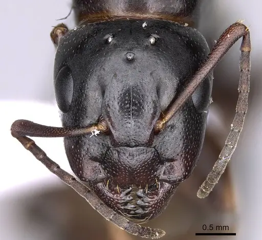 Camponotus fallax - CASENT0914261