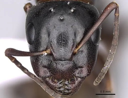 Camponotus fallax - CASENT0914261