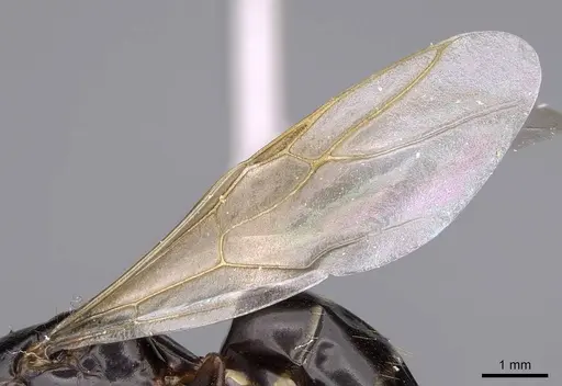 Camponotus fallax - CASENT0914261