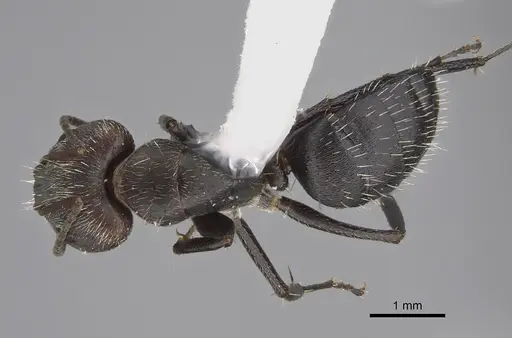 Camponotus fasciatellus specimen