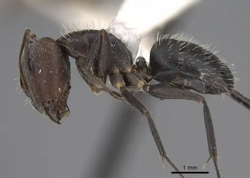 Camponotus fasciatellus specimen