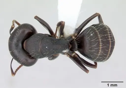 Camponotus fastigatus specimen