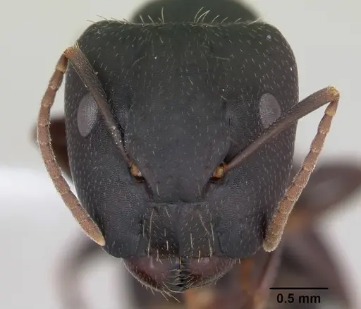 Camponotus fastigatus specimen