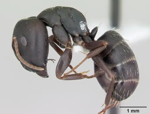 Camponotus fastigatus specimen