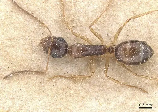 Camponotus favorabilis specimen