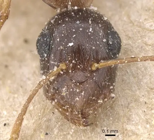 Camponotus favorabilis specimen