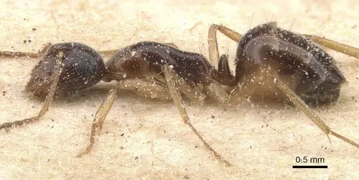Camponotus favorabilis specimen