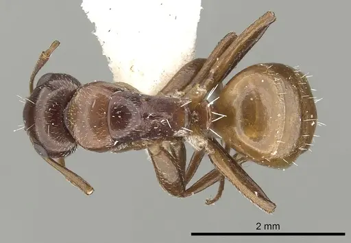 Camponotus fayfaensis specimen
