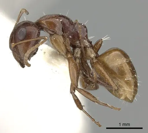 Camponotus fayfaensis specimen
