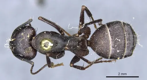 Camponotus feae specimen