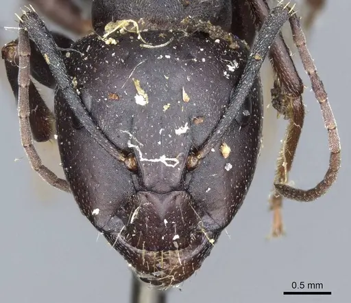Camponotus feae specimen