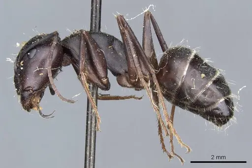 Camponotus feae specimen