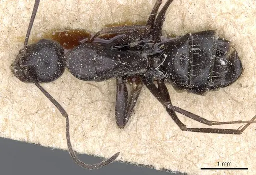 Camponotus feae - CASENT0905354
