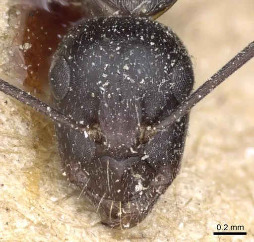Camponotus feae - CASENT0905354