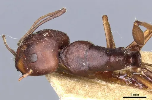 Camponotus feae - CASENT0905355