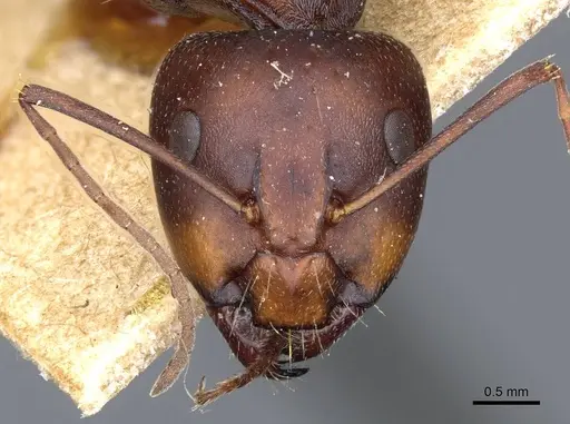 Camponotus feae - CASENT0905355