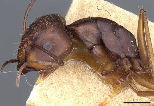 Camponotus feae - CASENT0905355