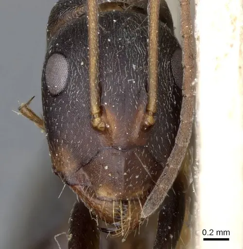 Camponotus feae - CASENT0905356