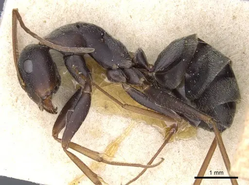 Camponotus feae - CASENT0905356
