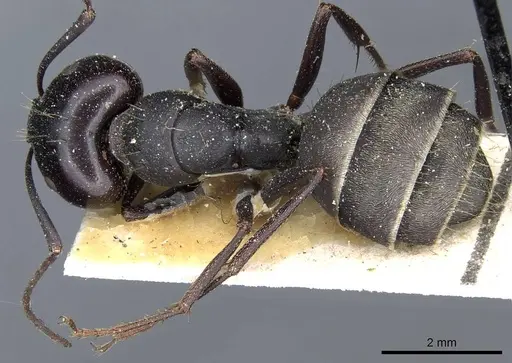 Camponotus feae - CASENT0905357
